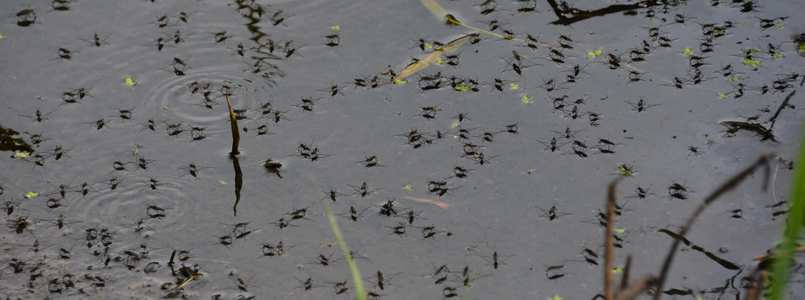 Mosquitos in still water