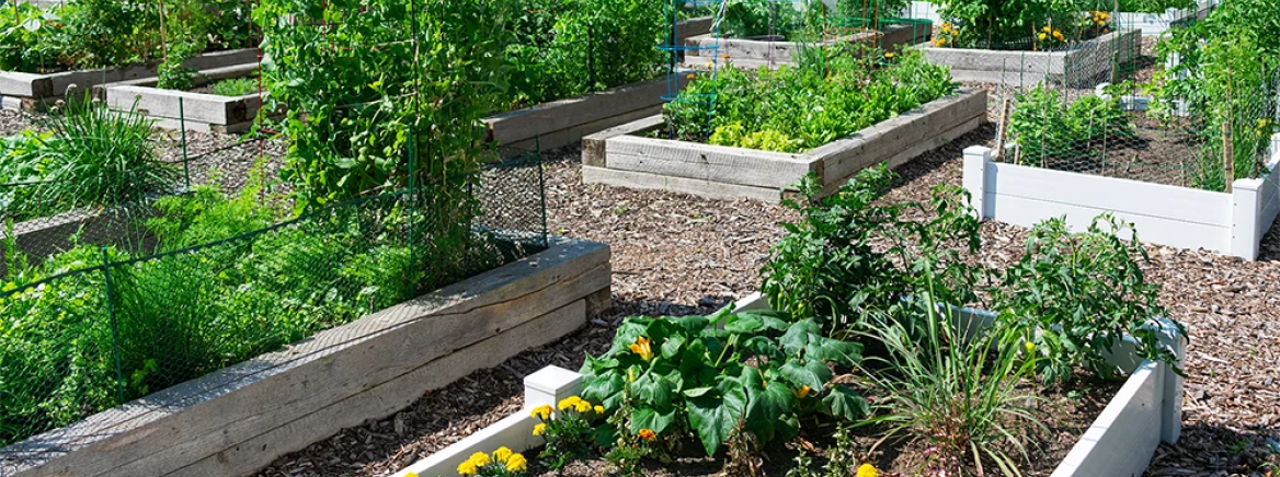 box garden with plants box garden with plants
