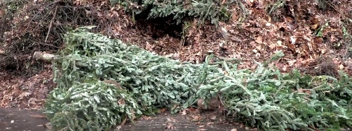 Christmas tree recycling Christmas trees being recycled at a Mecklenburg County recycling center.