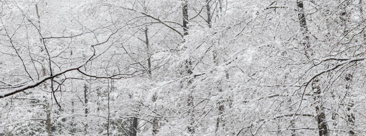 Trees covered in snow and ice.